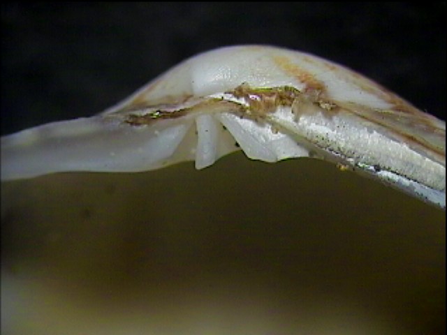 Vongole veraci fossili!